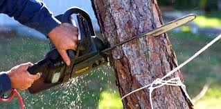 How Our Tree Care Process Works  in  Ladysmith, WI